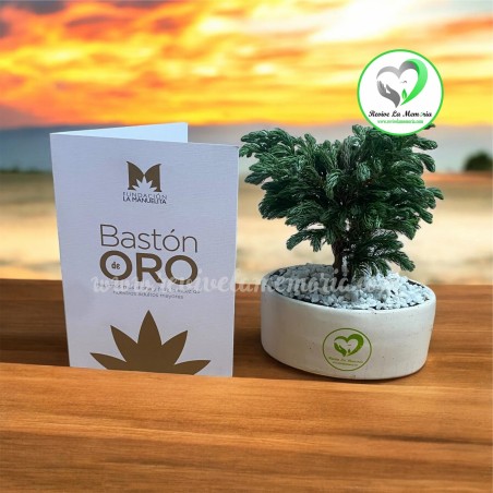 Bono de Condolencias Bastón de Oro - Fundación La Manuelita | Apoyo a Personas Mayores